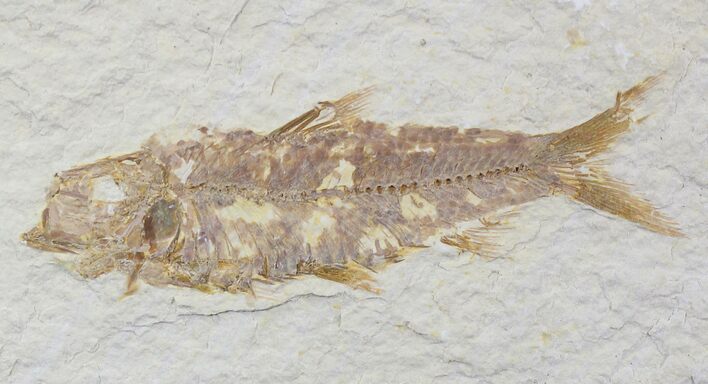 Bargain Knightia Fossil Fish - Wyoming #21892